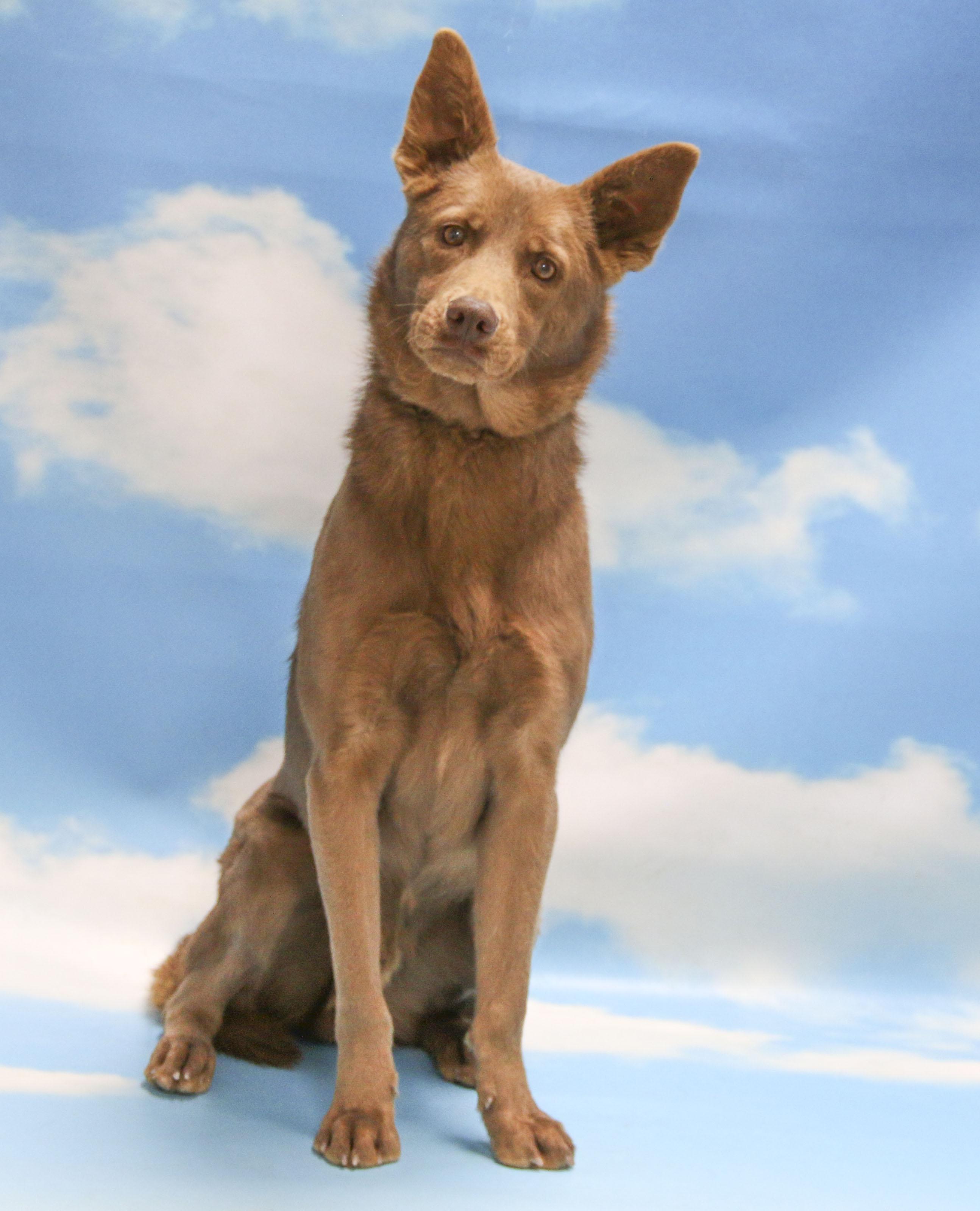 Enlarge Hershey, a Adoptable Mixed Breed in Casa Grande, AZ image 4/4