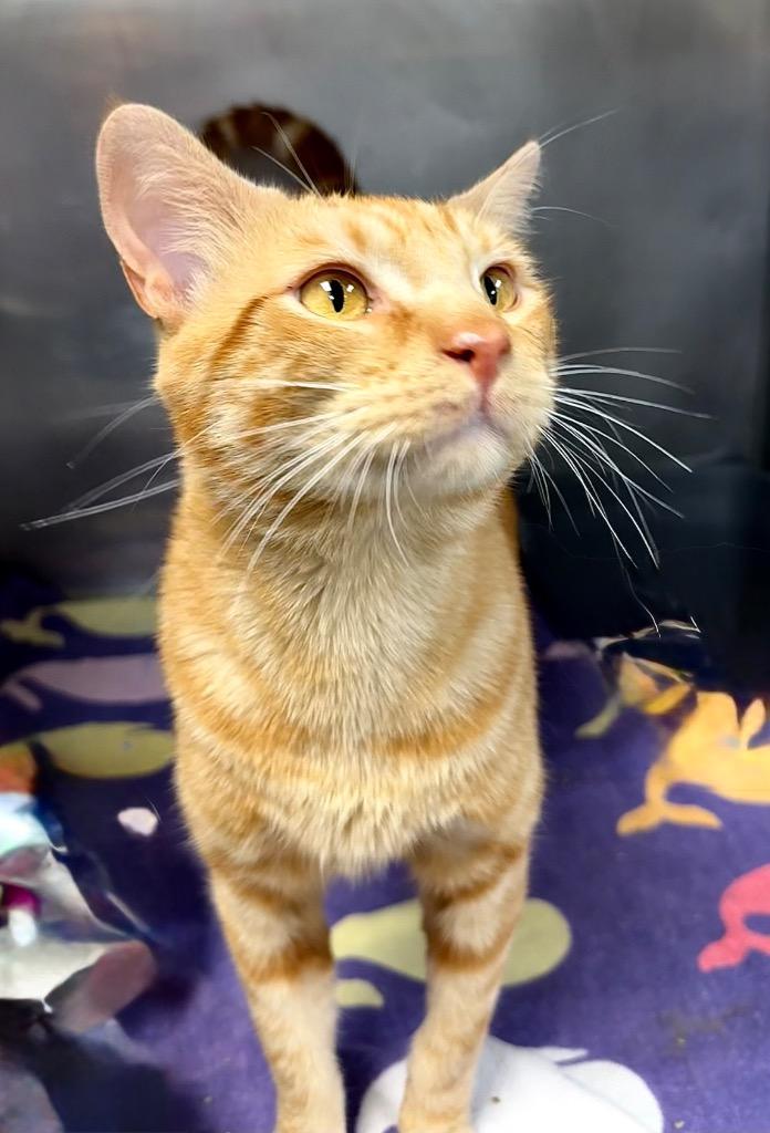 Enlarge HoneyHam, a Adoptable mixed breed in Little Rock, AR image 1/1