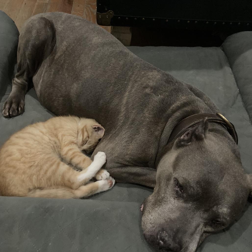 Wiley, a Adoptable Domestic Short Hair in Philadelphia, PA image 1/6