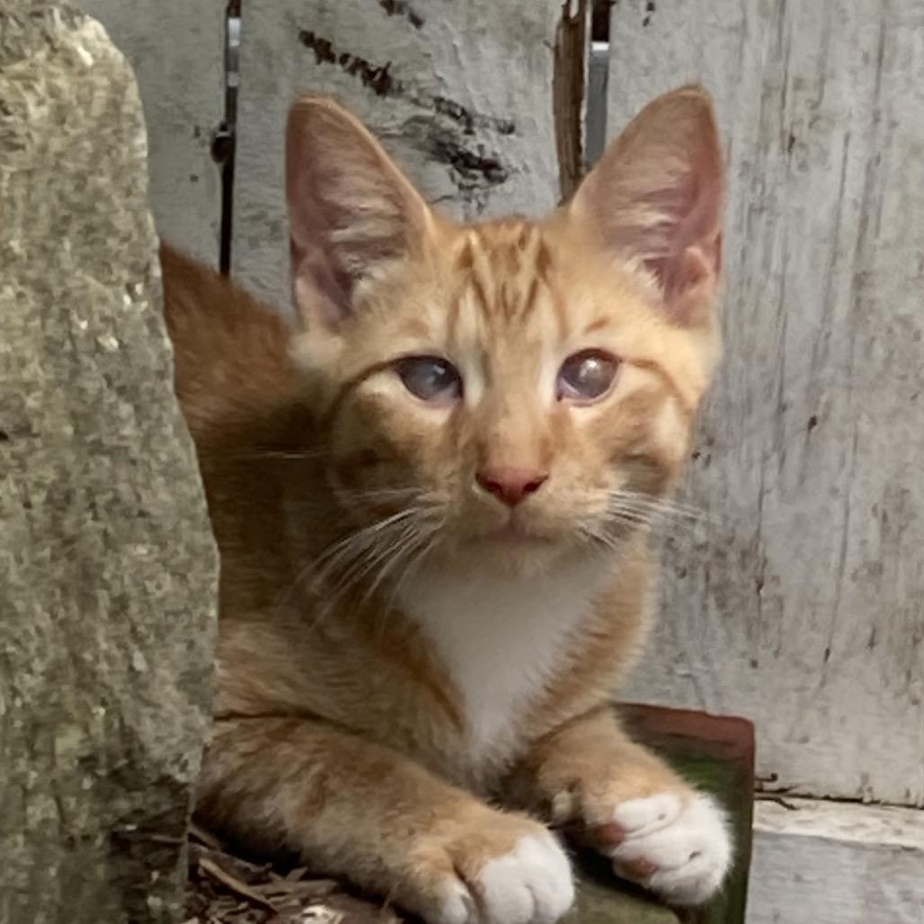 Wiley, a Adoptable Domestic Short Hair in Philadelphia, PA image 2/6