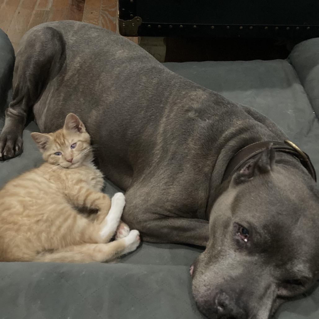 Wiley, a Adoptable Domestic Short Hair in Philadelphia, PA image 4/6