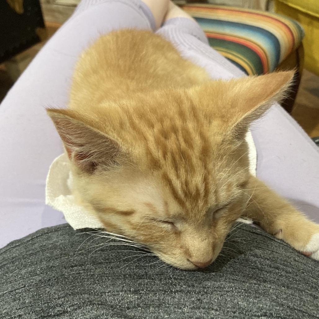 Wiley, a Adoptable Domestic Short Hair in Philadelphia, PA image 5/6