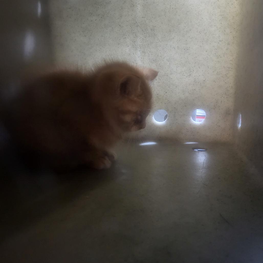 Wiley, a Adoptable Domestic Short Hair in Philadelphia, PA image 6/6