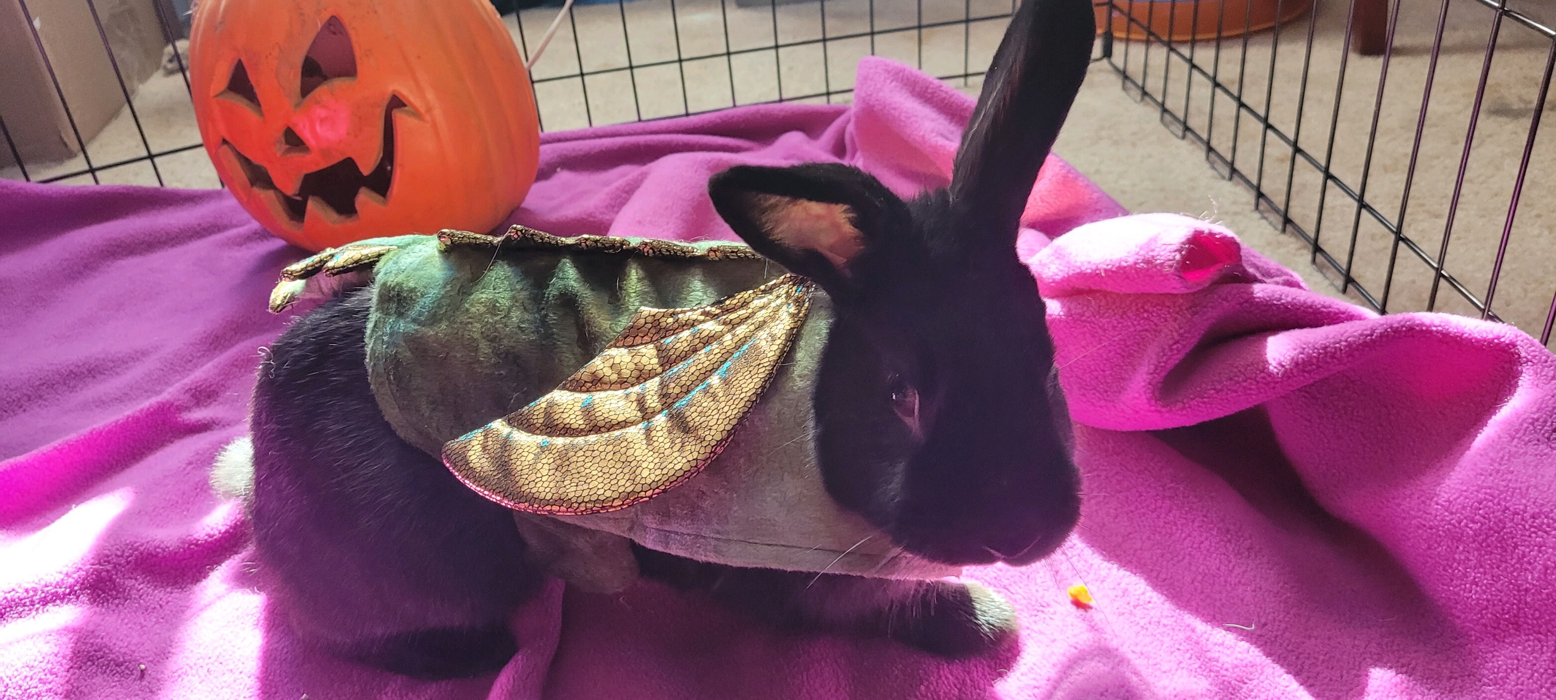 Enlarge Mitty, a Adoptable American in Fair Oaks, CA image 1/10