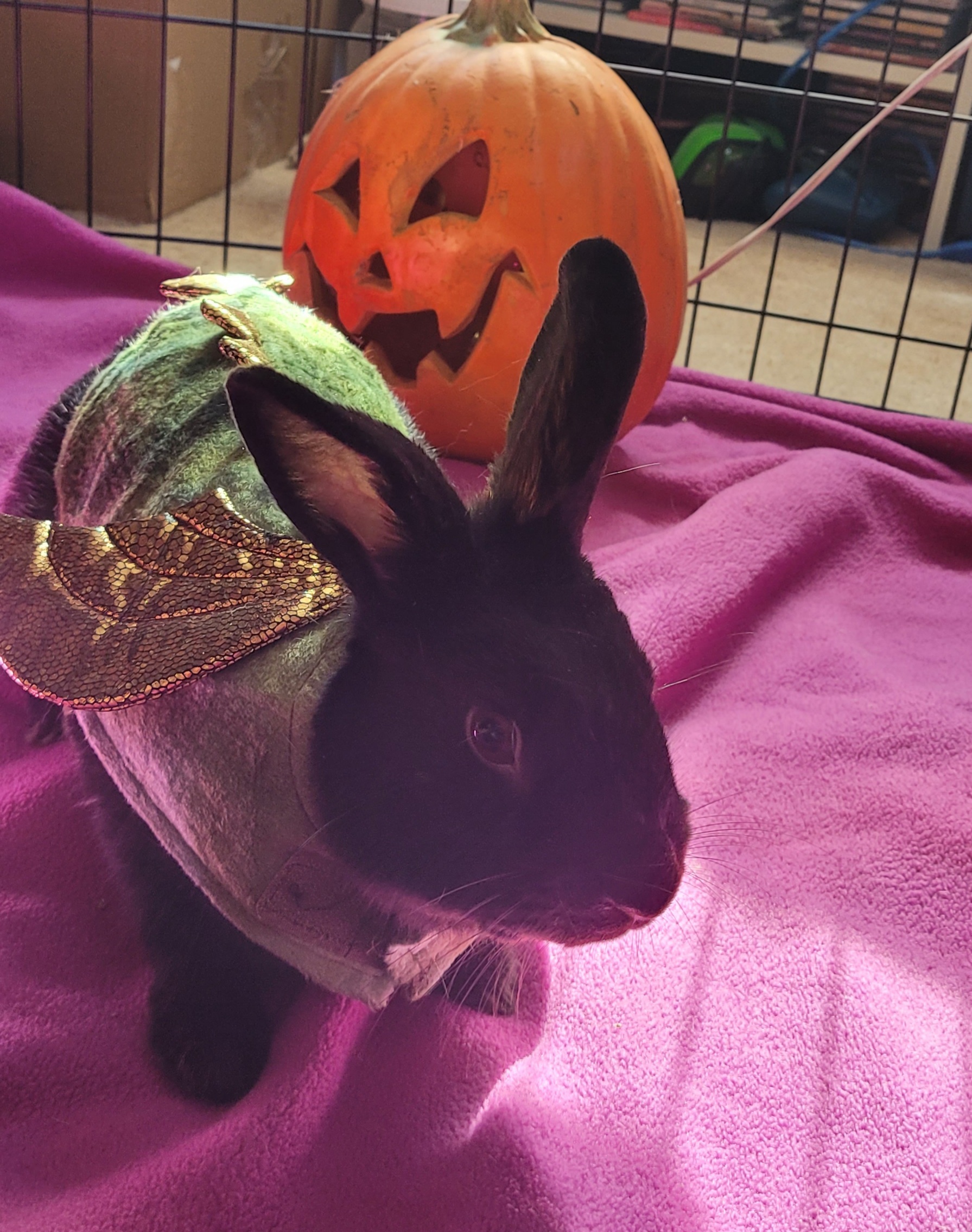 Enlarge Mitty, a Adoptable American in Fair Oaks, CA image 3/10