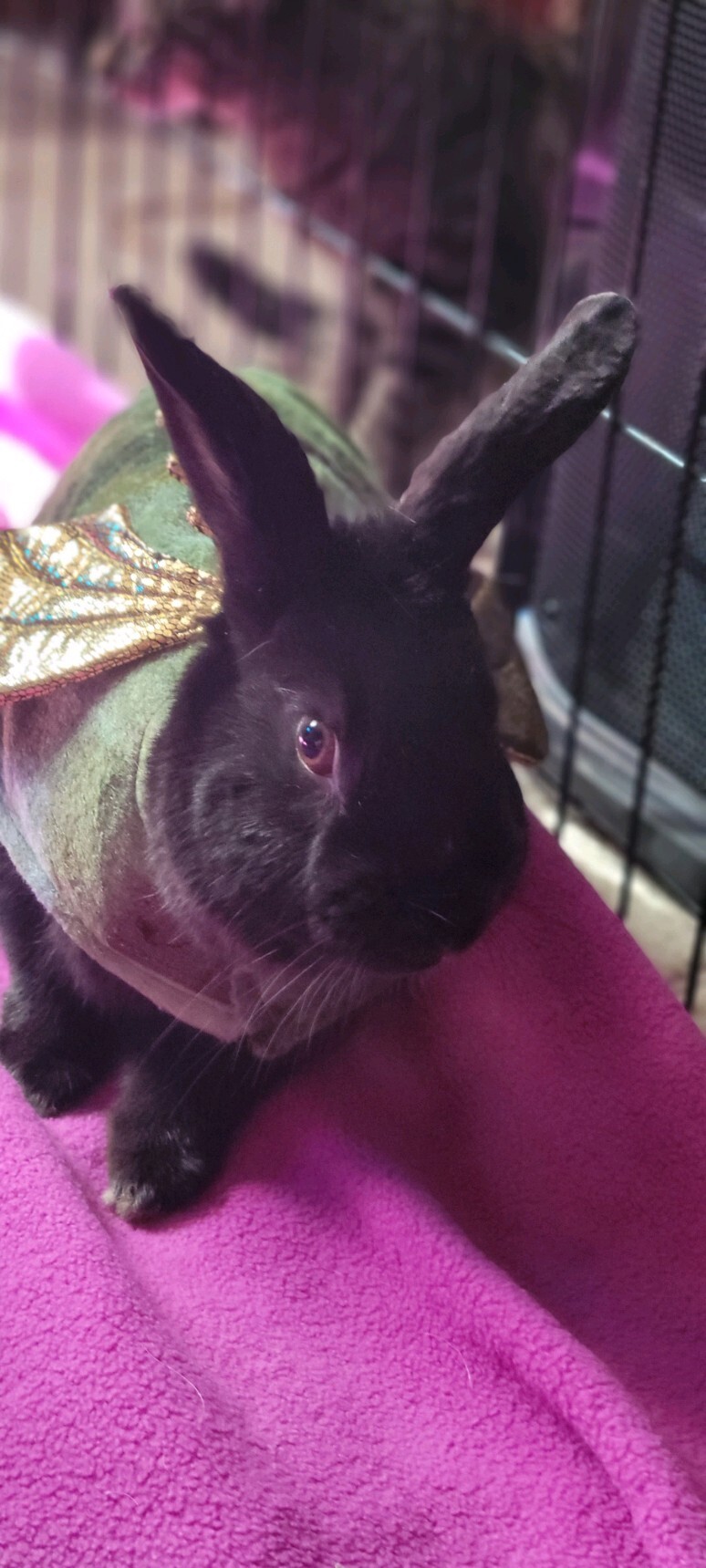 Enlarge Mitty, a Adoptable American in Fair Oaks, CA image 4/10