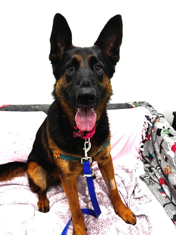 Bella, adopted, Young Female German Shepherd Dog.
