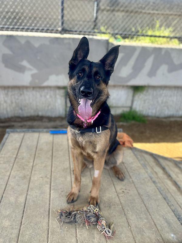 Bella, an adopted German Shepherd Dog in Berkeley, CA image 2/6