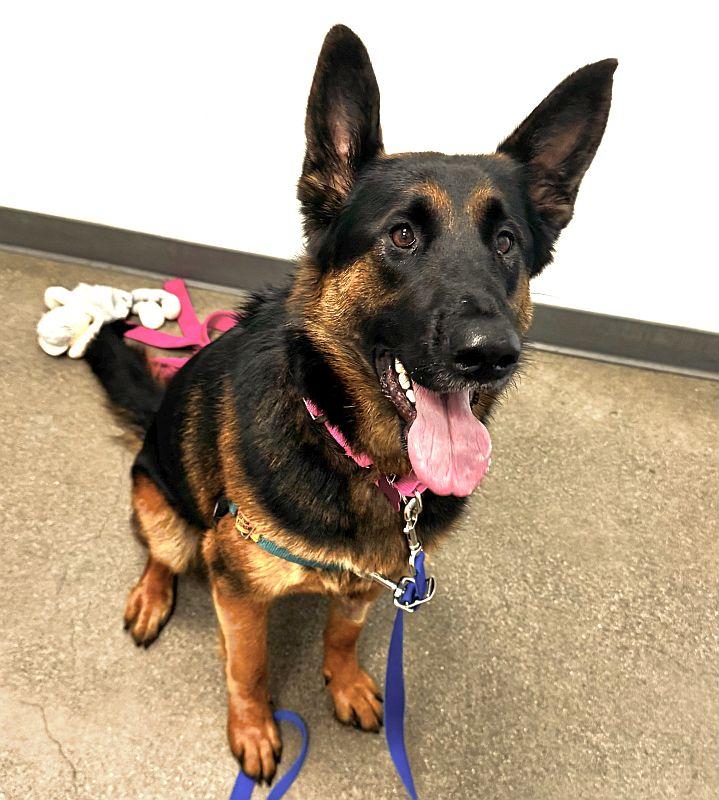 Bella, an adopted German Shepherd Dog in Berkeley, CA image 5/6