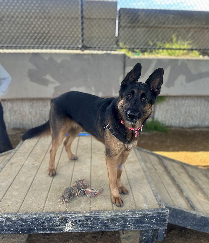 Bella, an adopted German Shepherd Dog in Berkeley, CA image 4/6
