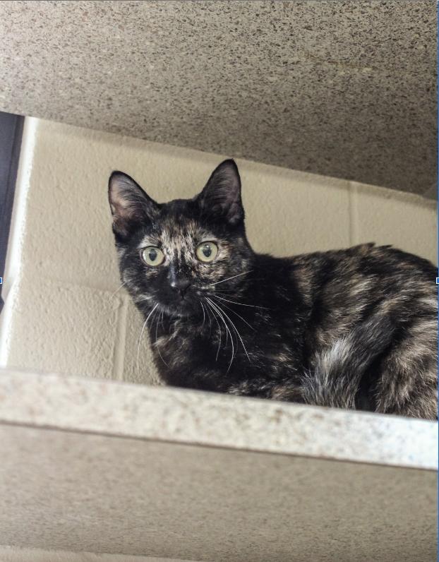 Enlarge Stella, a Adoptable Tortoiseshell in Lake Dallas, TX image 1/1