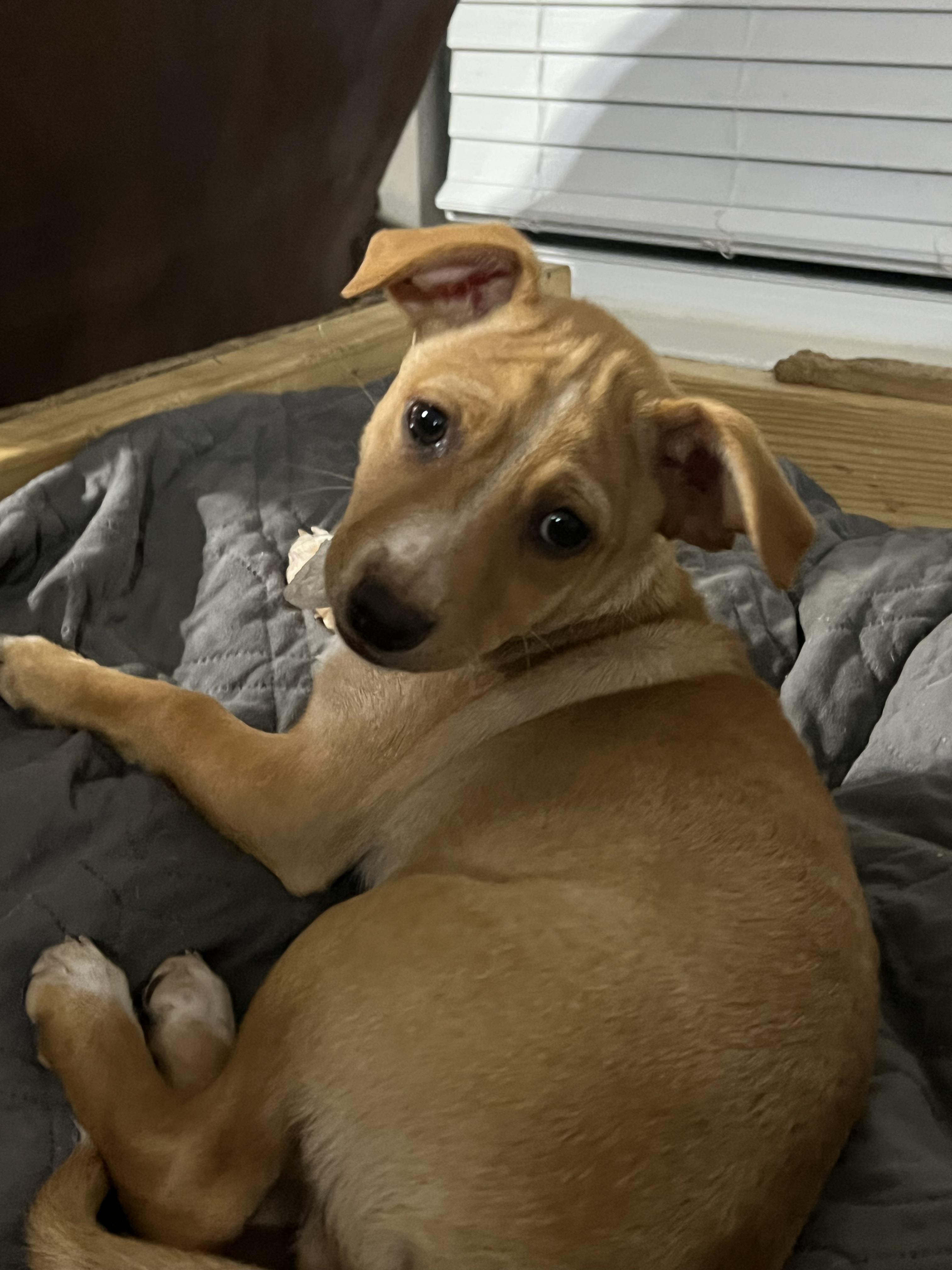 Angus, Adoptable, Puppy Male Labrador Retriever & American Staffordshire Terrier.