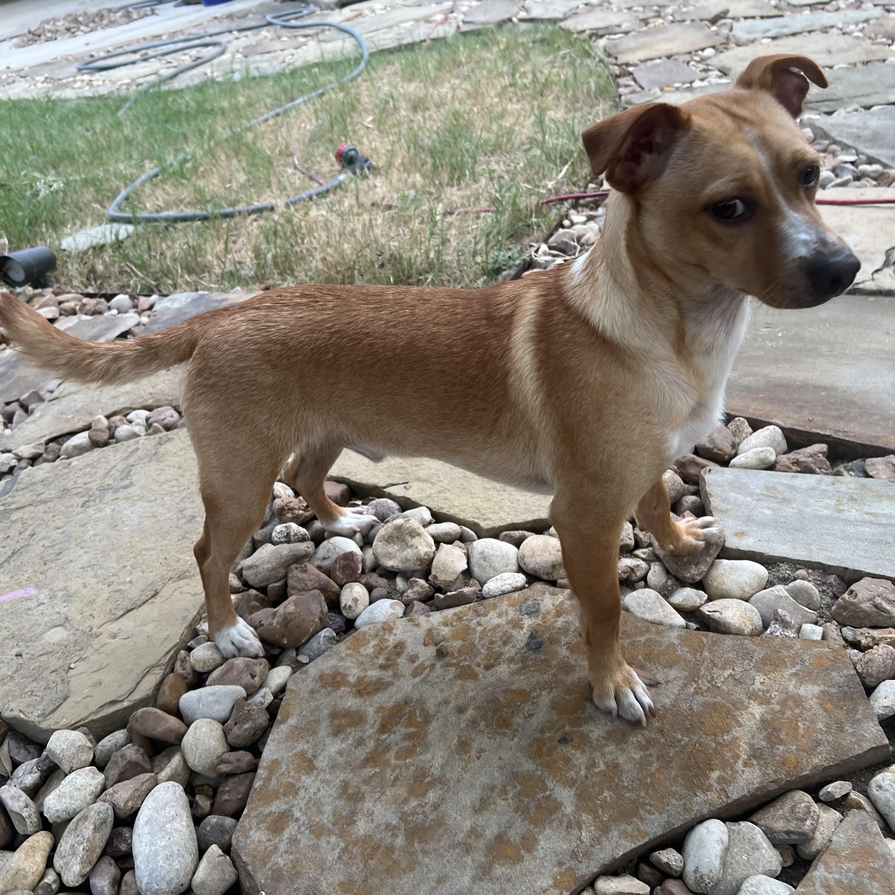 Angus, a Adoptable mixed breed in Portland, OR image 2/5