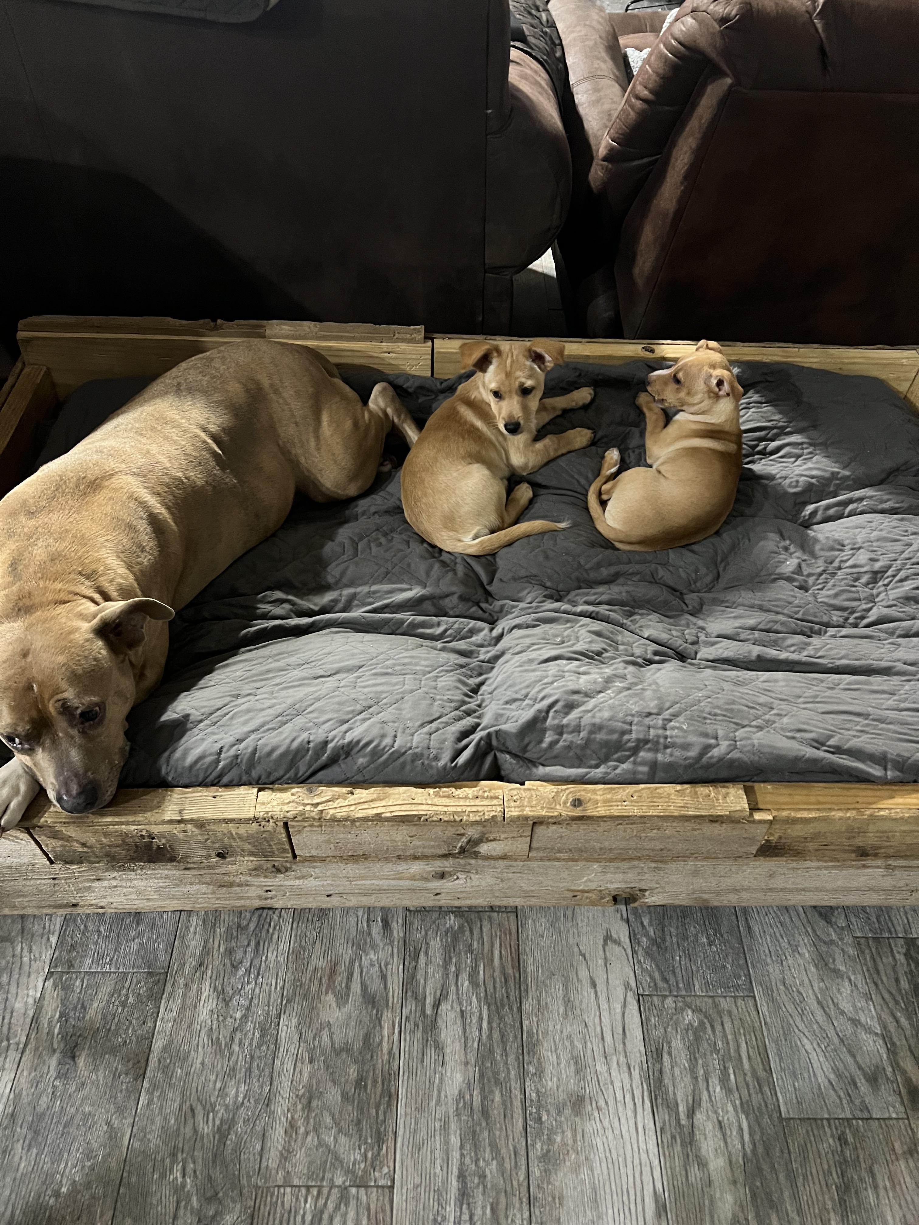 Angus, a Adoptable mixed breed in Portland, OR image 4/5