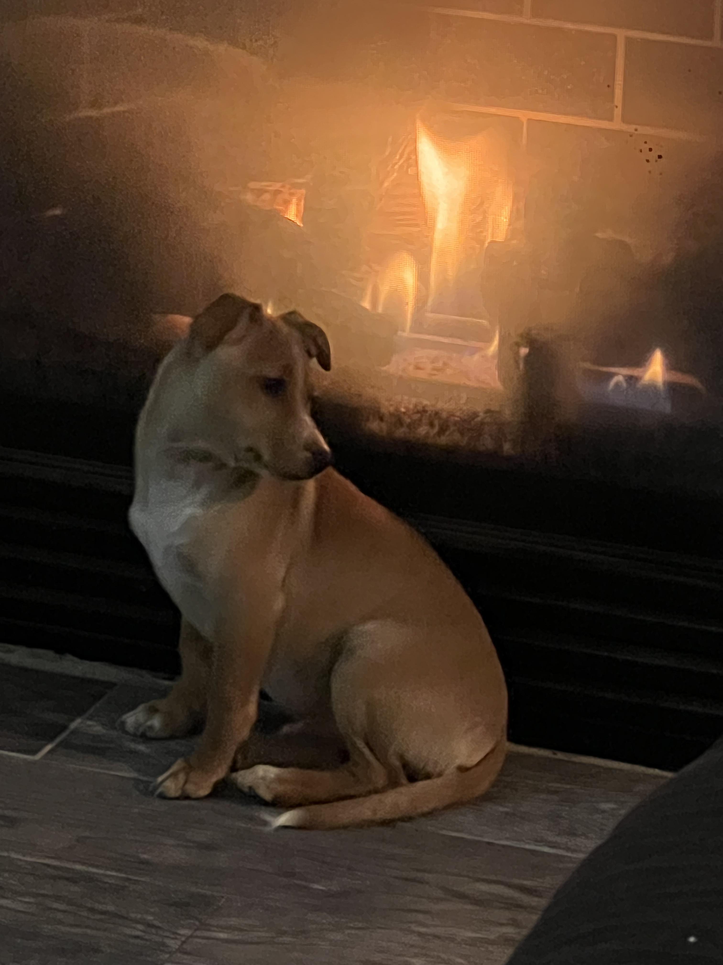 Angus, a Adoptable mixed breed in Portland, OR image 5/5