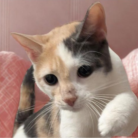 Enlarge Magenta, a Adoptable Calico in Montclair, NJ image 1/1