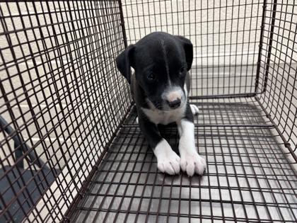 Winter, Adoptable, Young Female Pit Bull Terrier.