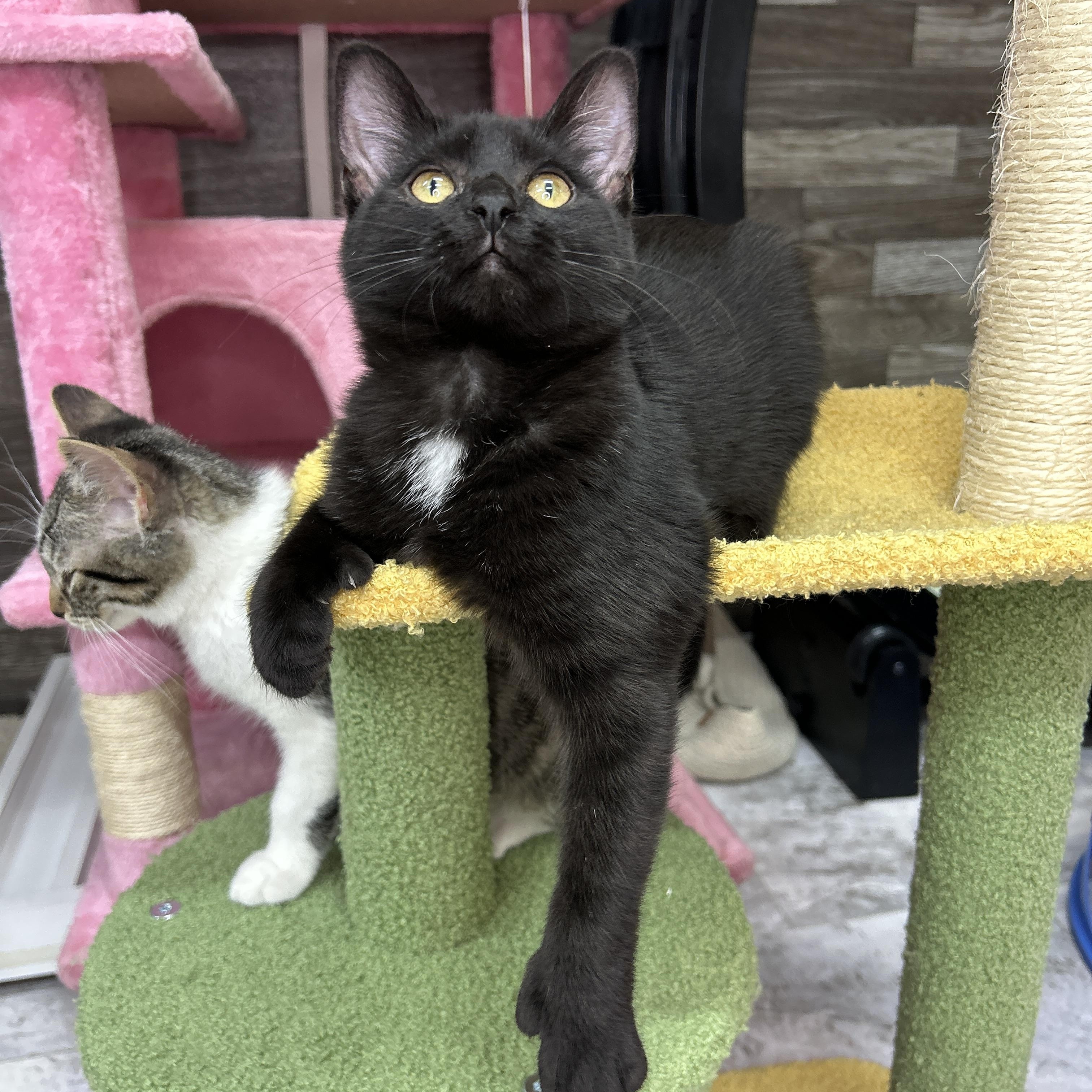 Cats & Kittens for Adoption in Akron, OH | Petfinder