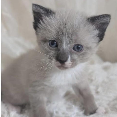 Sasha, adopted, Kitten Female Domestic Short Hair.