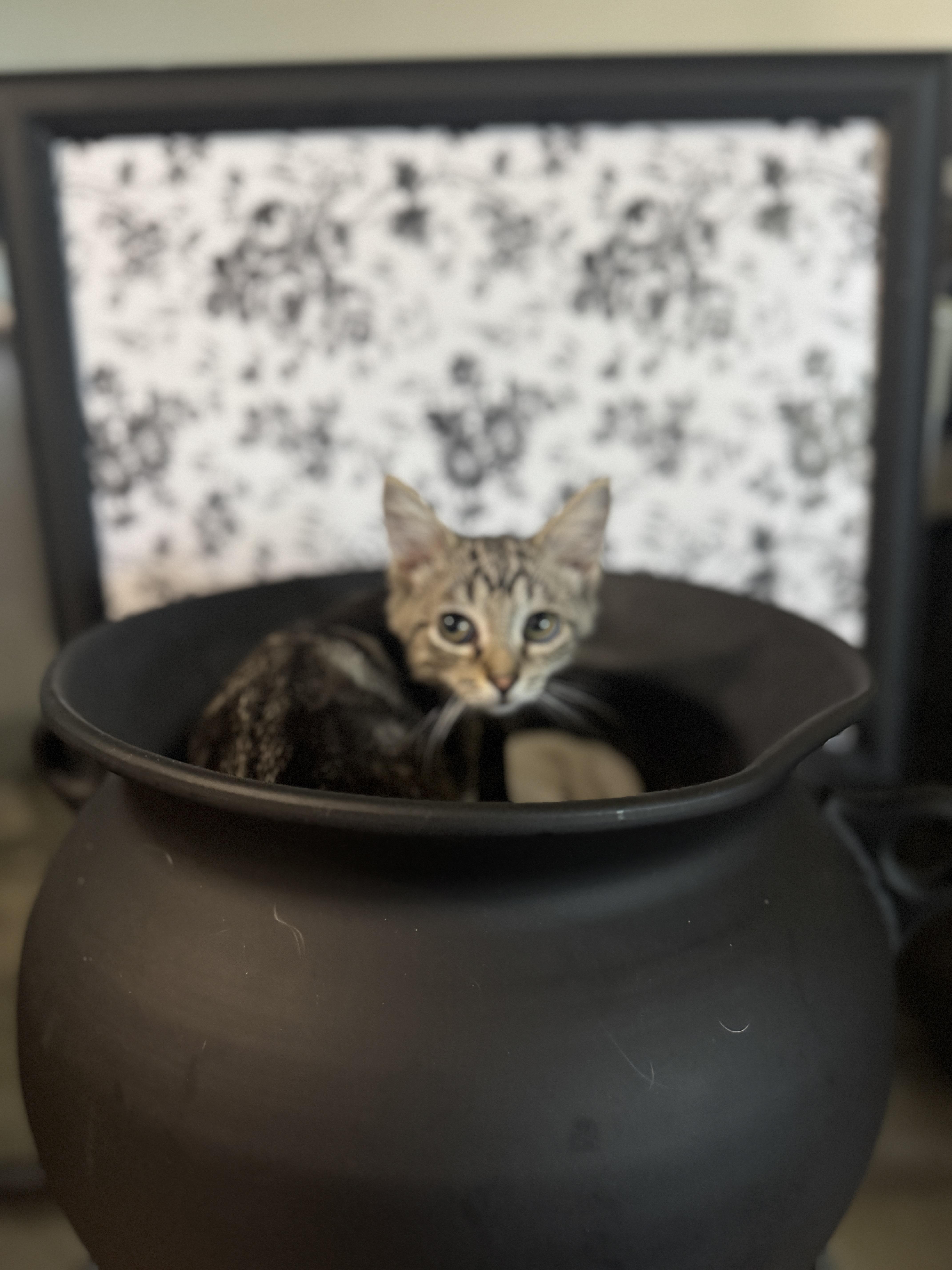 Achilles, a Adoptable American Shorthair in Massillon, OH image 2/5