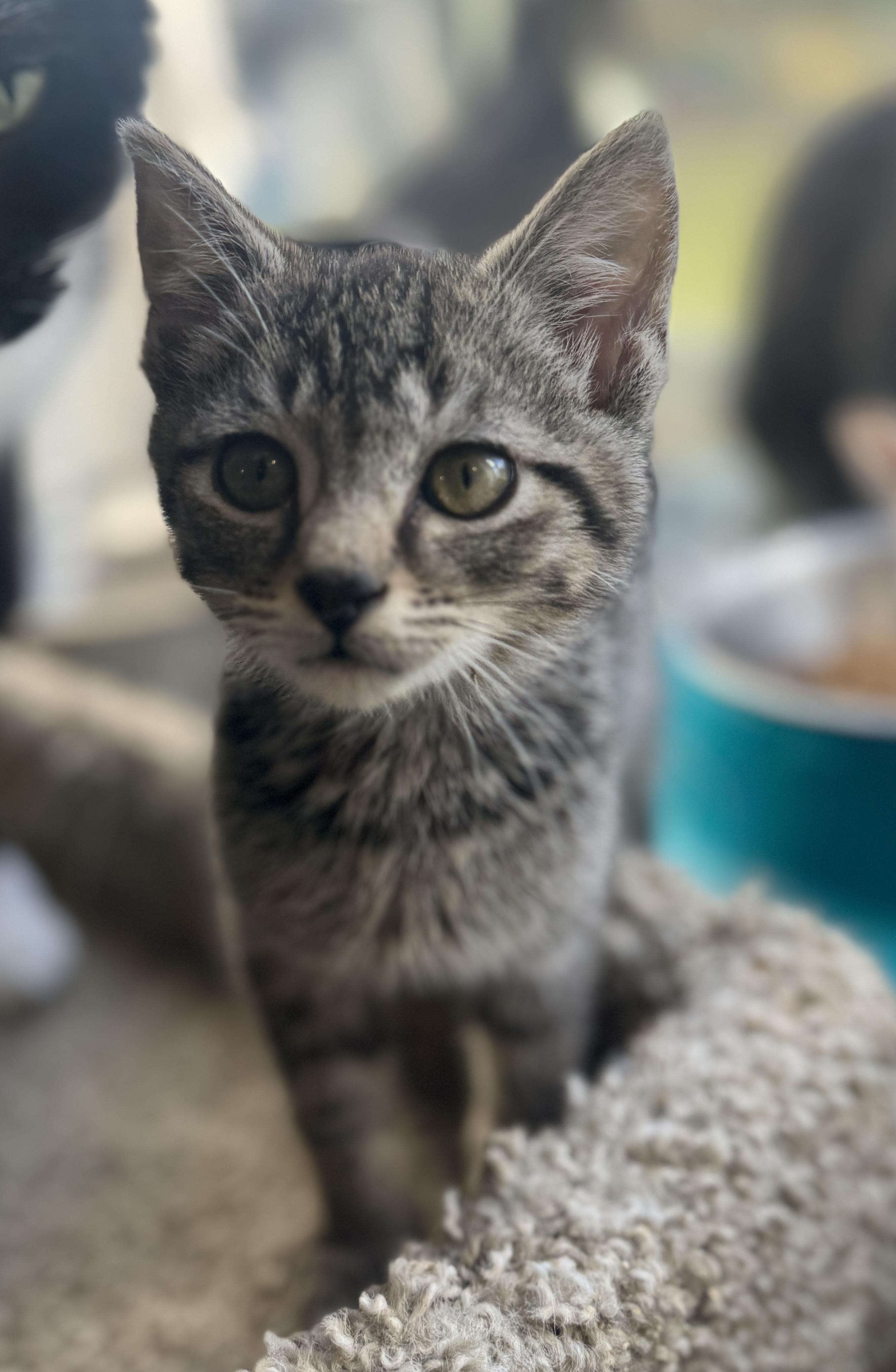 Enlarge Achilles, a Adoptable American Shorthair in Massillon, OH image 3/3