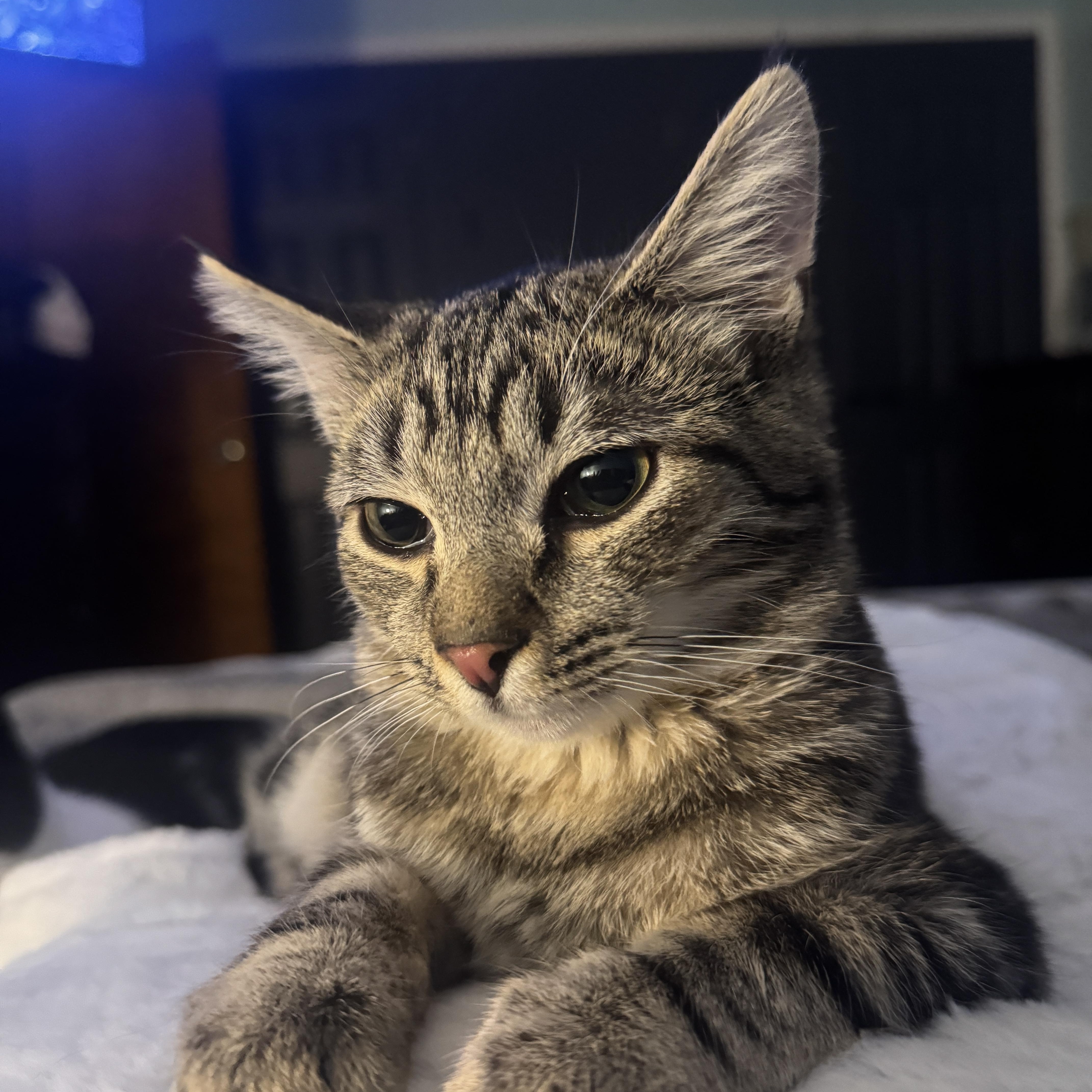 Achilles, Adoptable, Kitten Male American Shorthair.