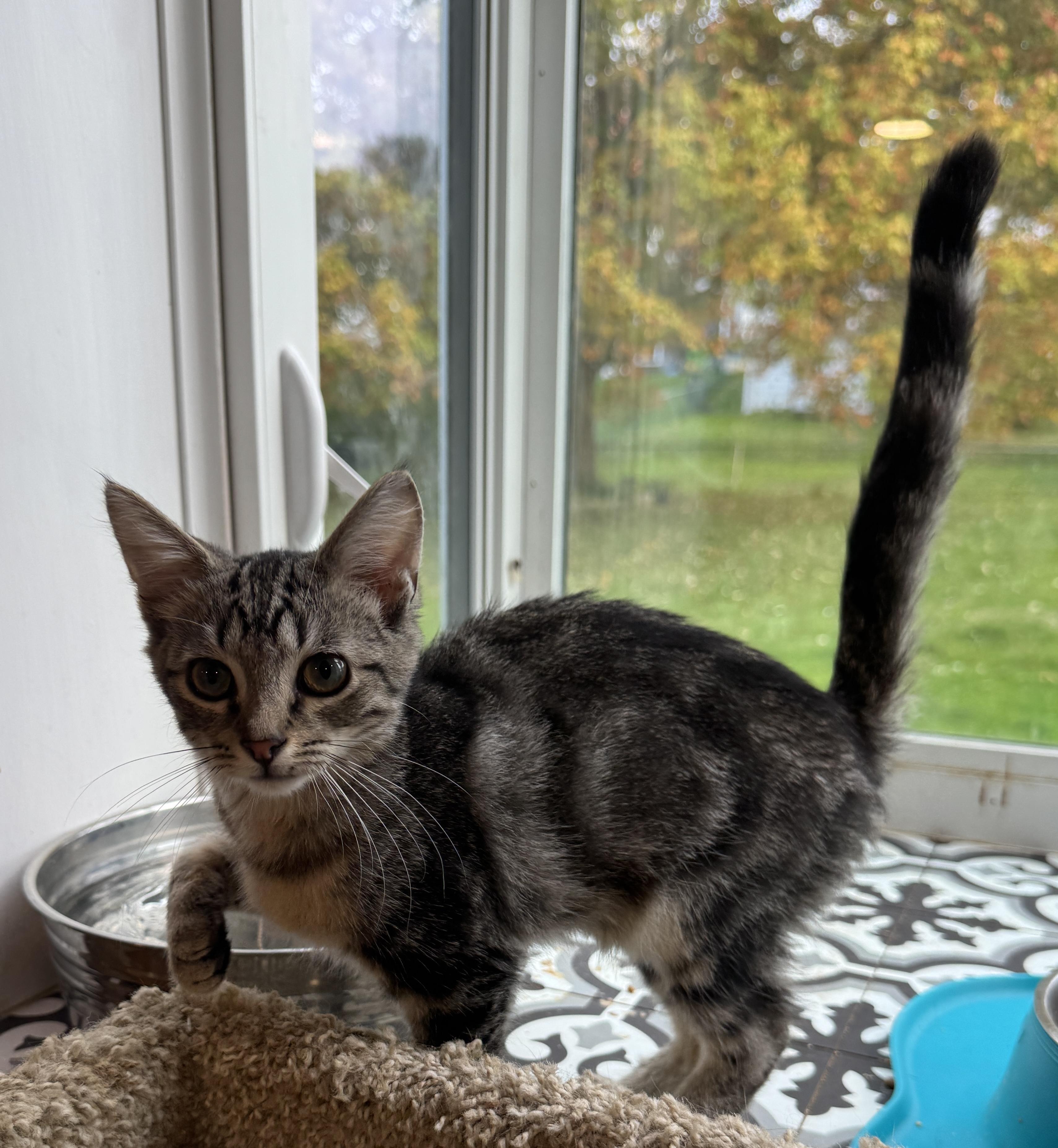 Achilles, a Adoptable American Shorthair in Massillon, OH image 3/5