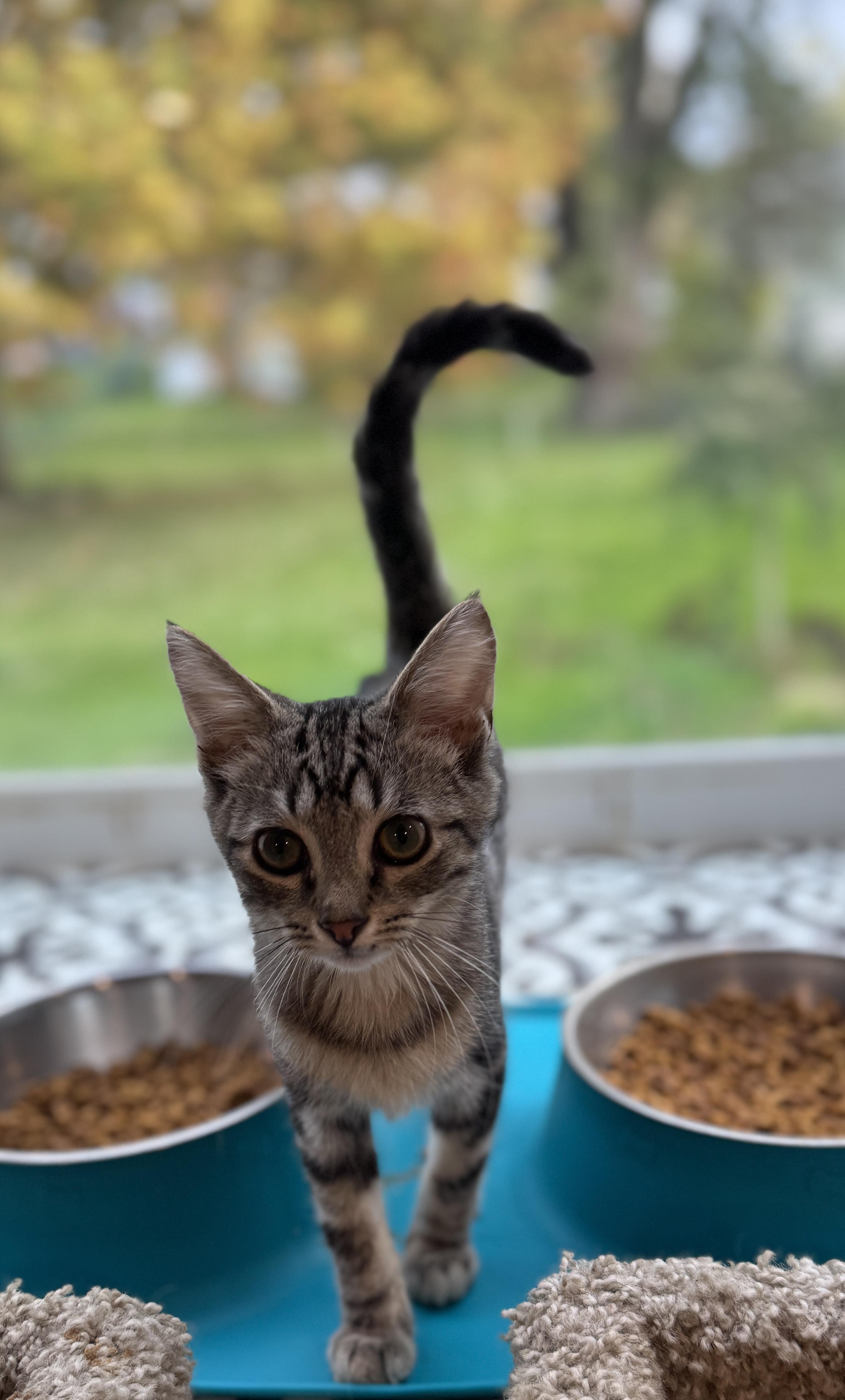 Achilles, a Adoptable American Shorthair in Massillon, OH image 4/5