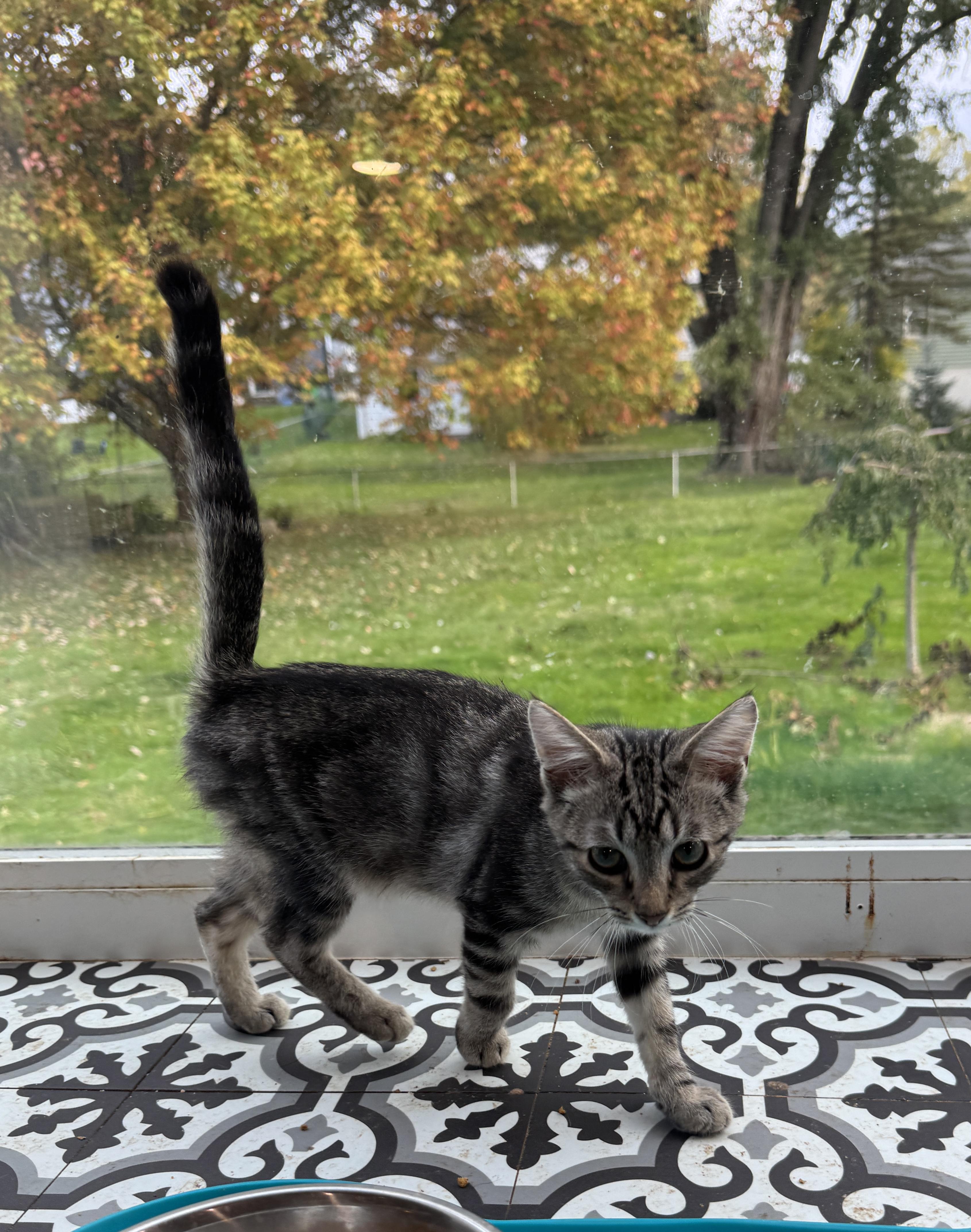 Achilles, a Adoptable American Shorthair in Massillon, OH image 5/5