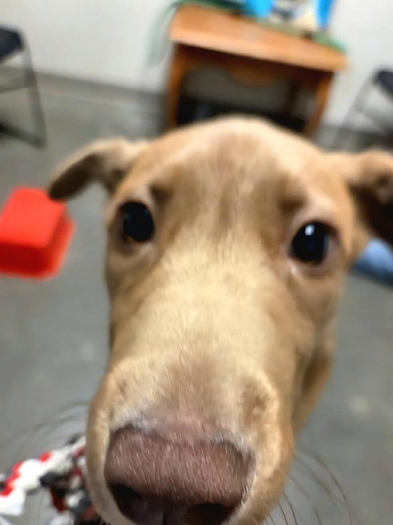 Kairo, Adoptable, Puppy Male Husky & Mixed Breed.