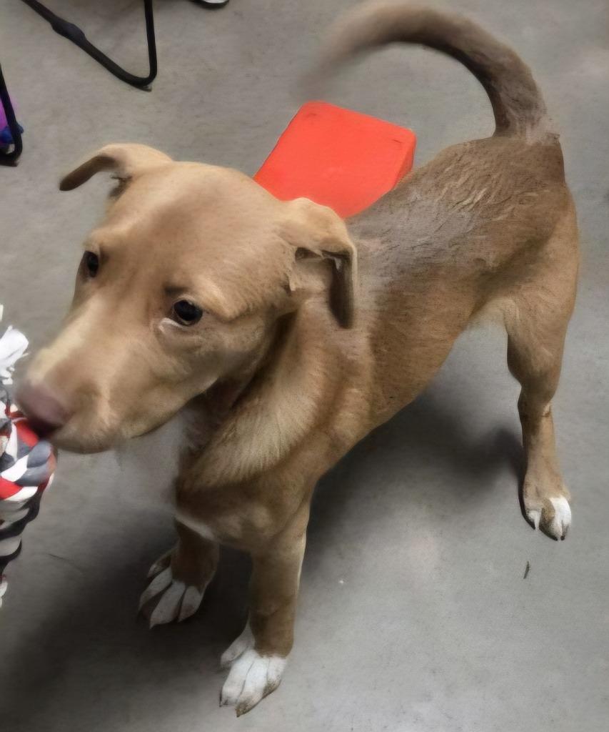 Enlarge Kairo, a Adoptable mixed breed in Murphysboro, IL image 3/4