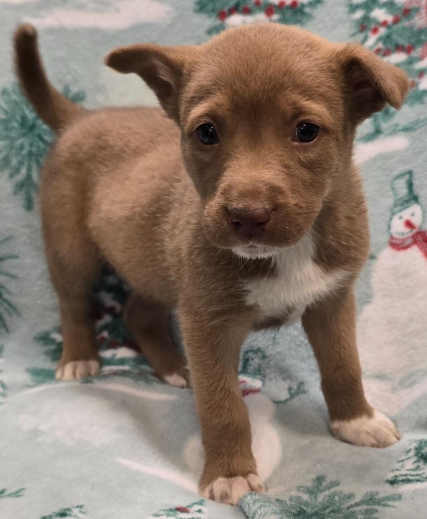 Enlarge Kairo, a Adoptable mixed breed in Murphysboro, IL image 1/2