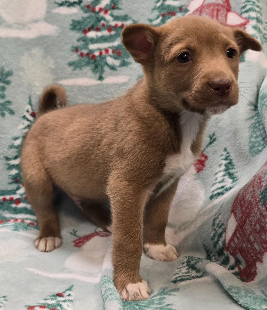 Kairo, a Adoptable mixed breed in Murphysboro, IL image 2/2