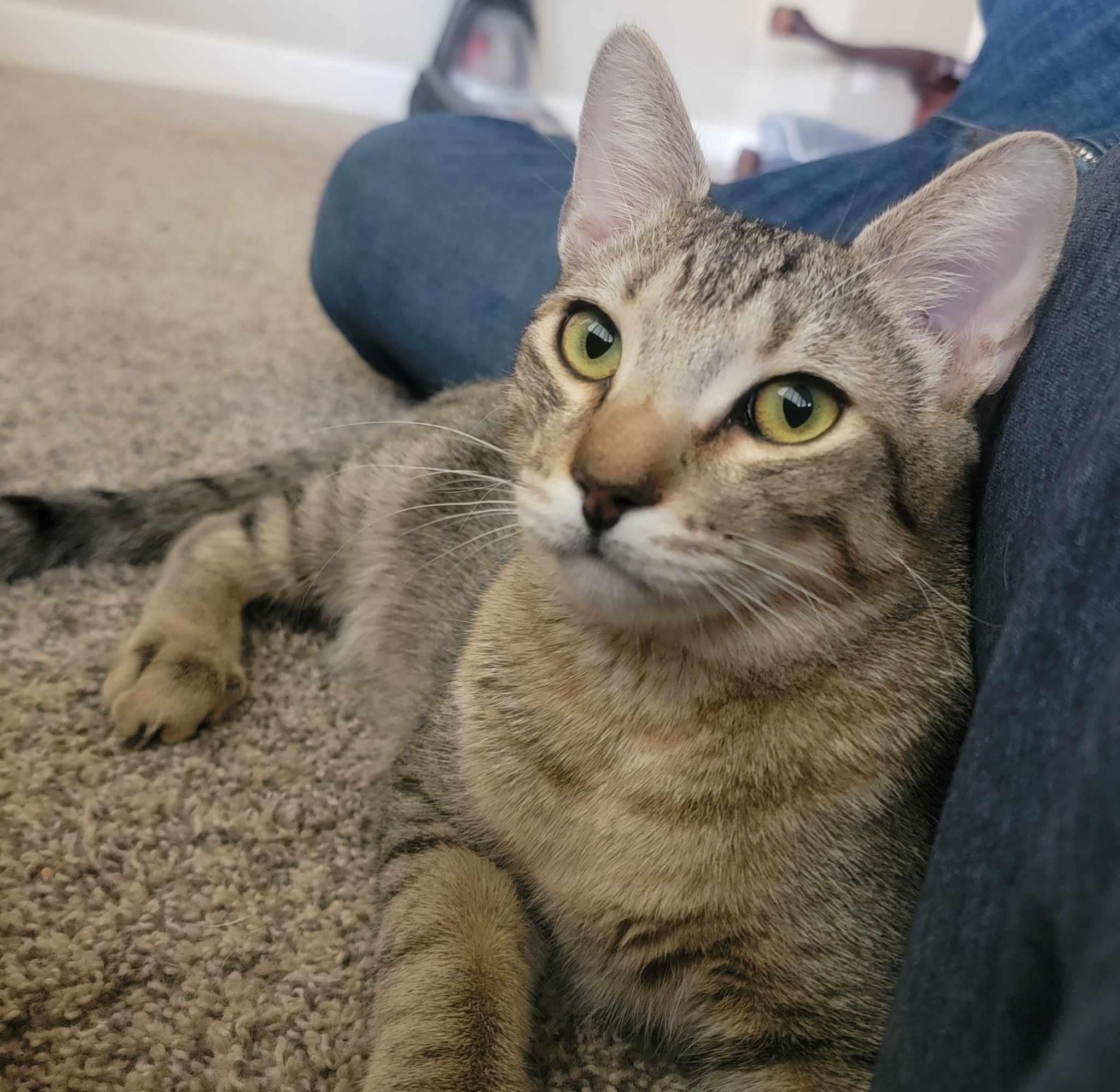 Enlarge OCTAVIA BLAKE, a Adoptable mixed breed in Murrieta, CA image 2/6