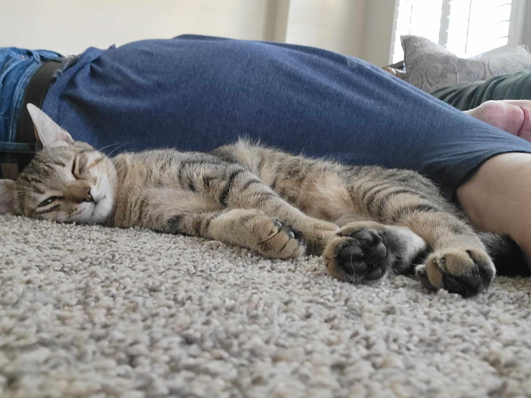 Enlarge OCTAVIA BLAKE, a Adoptable mixed breed in Murrieta, CA image 3/6