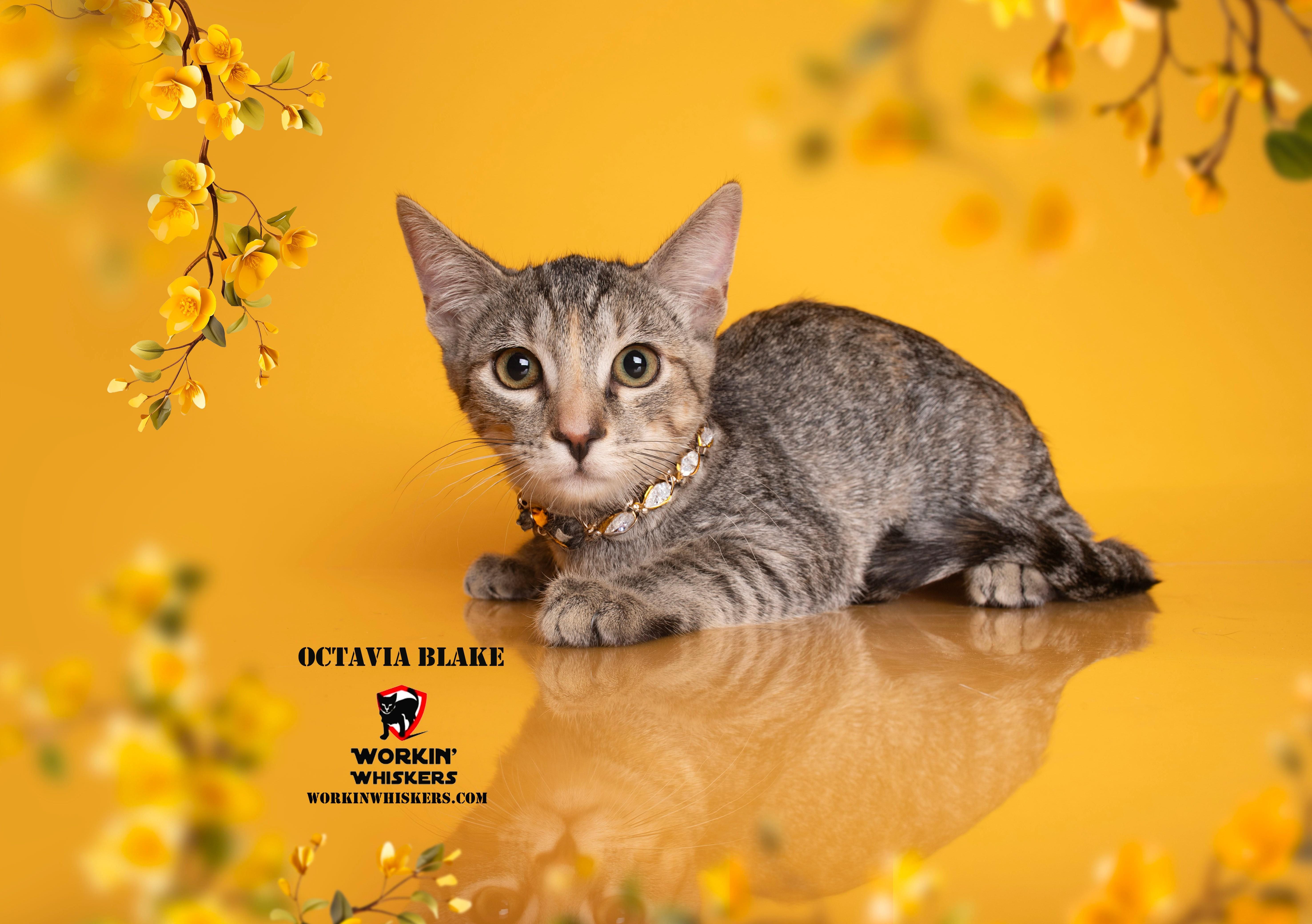 Enlarge OCTAVIA BLAKE, a Adoptable mixed breed in Murrieta, CA image 5/6