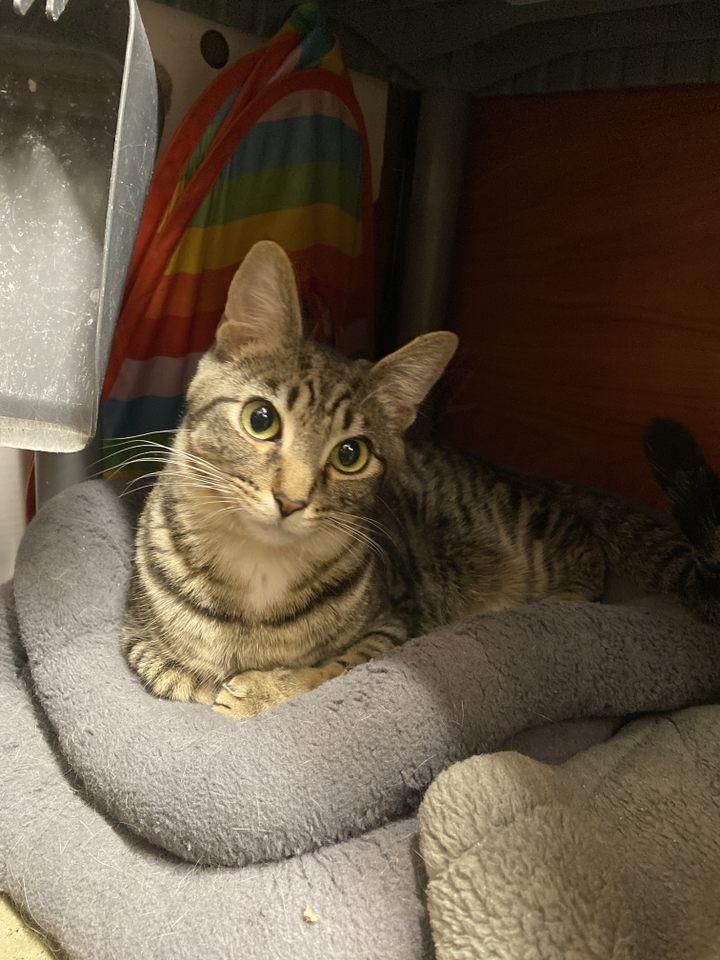 Enlarge OCTAVIA BLAKE, a Adoptable mixed breed in Murrieta, CA image 4/6