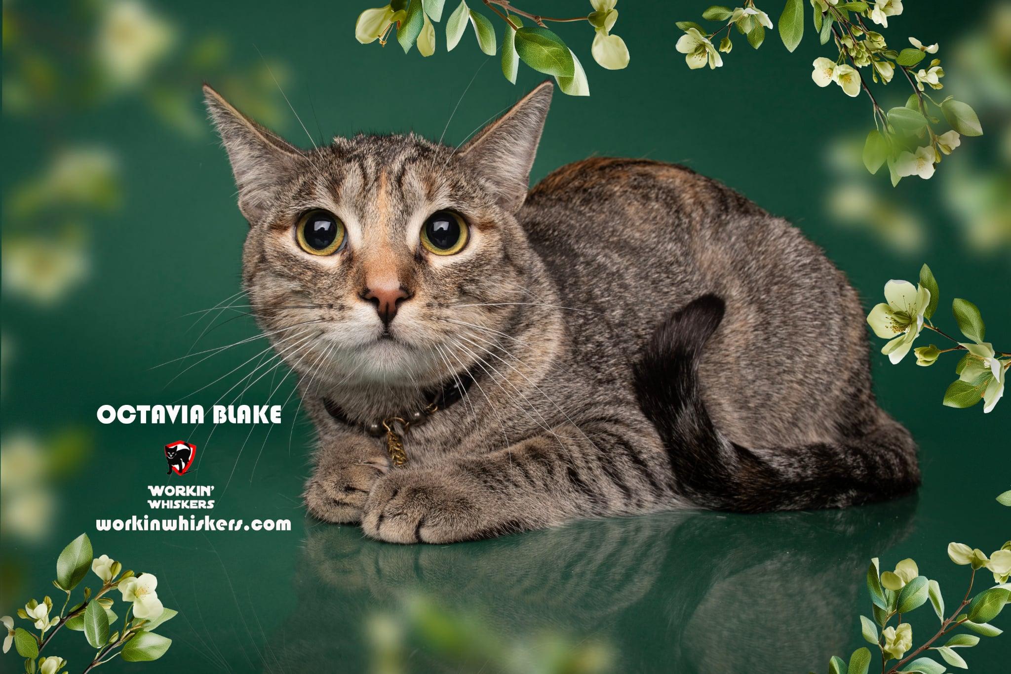 Enlarge OCTAVIA BLAKE, a Adoptable mixed breed in Murrieta, CA image 1/6