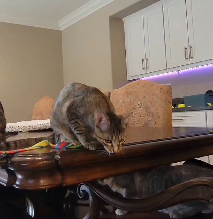 Enlarge OCTAVIA BLAKE, a Adoptable mixed breed in Murrieta, CA video 6/6