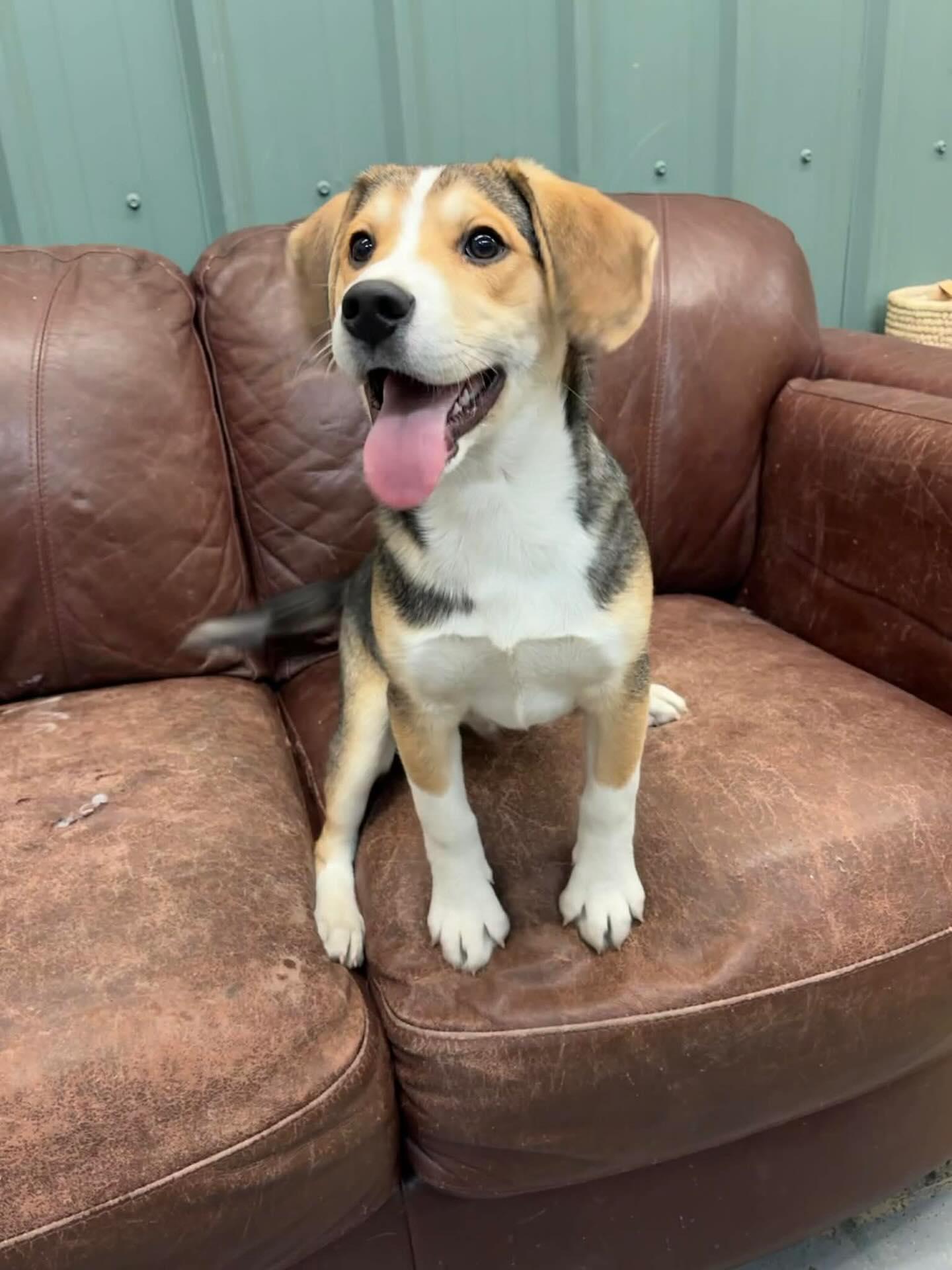 Tomahawk, a Adoptable mixed breed in Crossfield, AB image 1/5