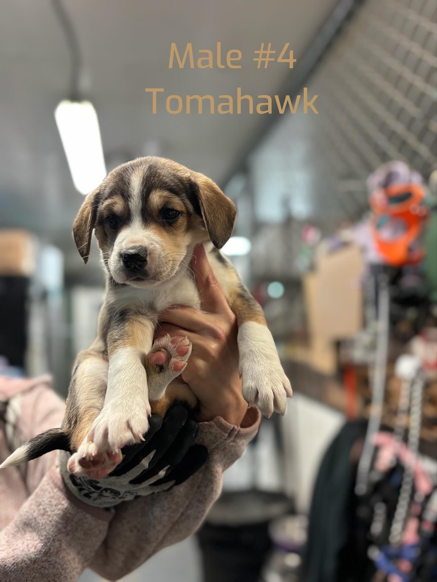Tomahawk, a Adoptable mixed breed in Crossfield, AB image 2/5