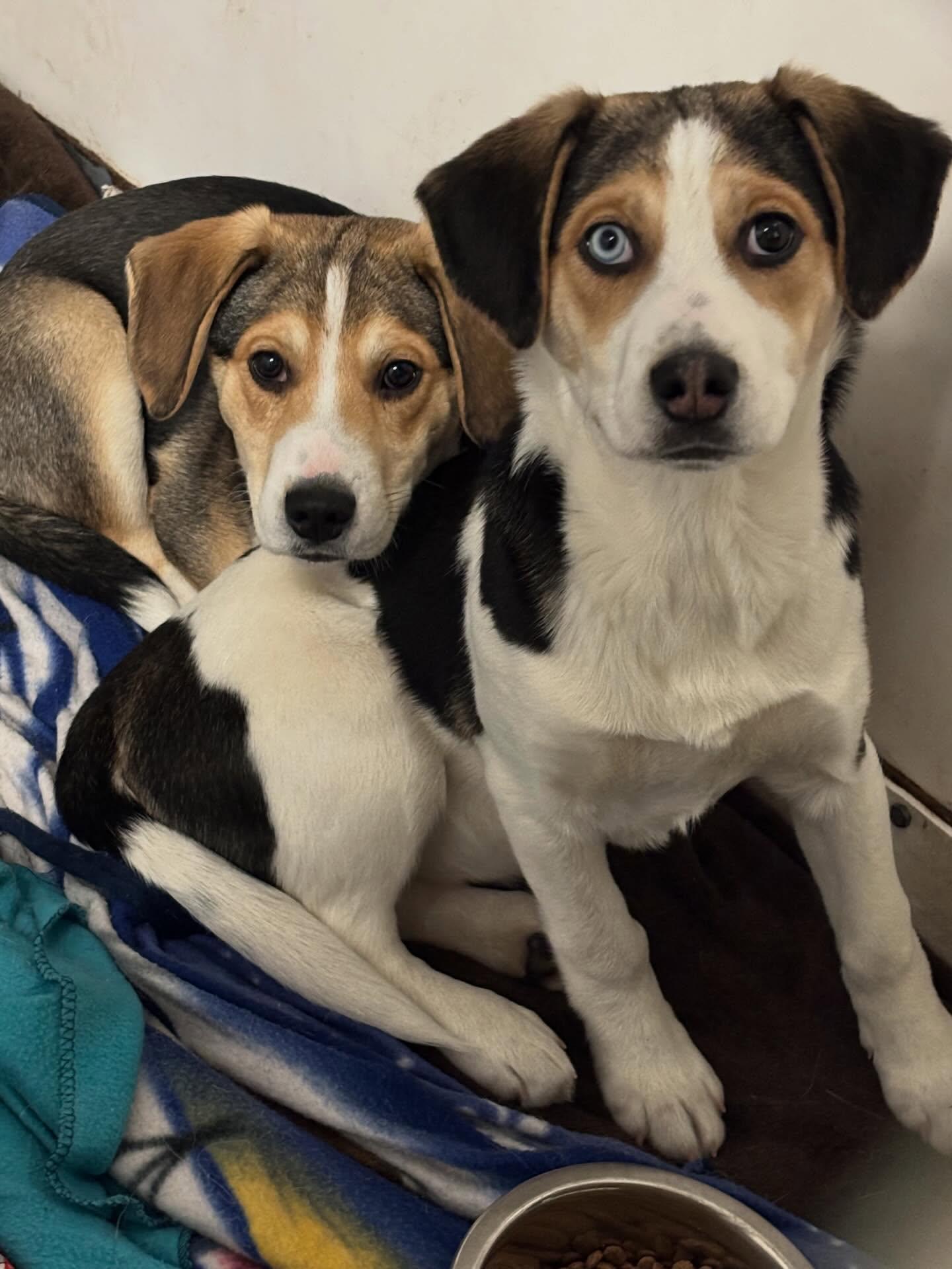 Tomahawk, a Adoptable mixed breed in Crossfield, AB image 4/5