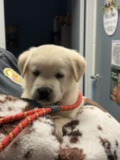 Nanook, adopted, Puppy Male Great Pyrenees.