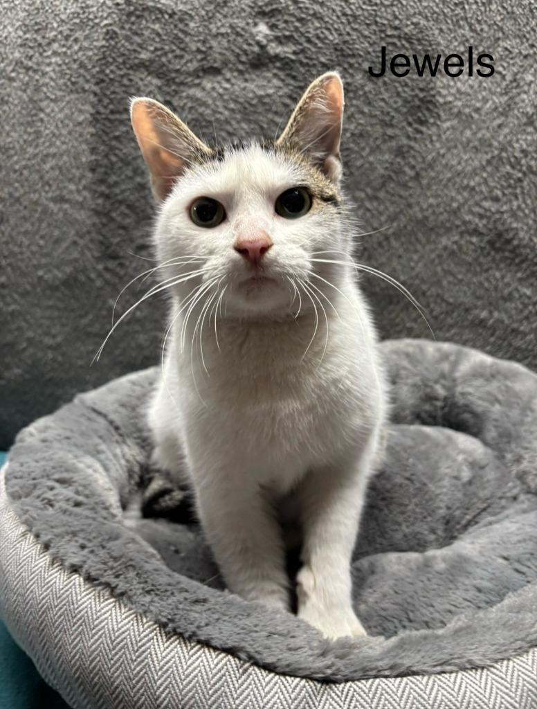Jewels, Adoptable, Adult Female Domestic Short Hair.