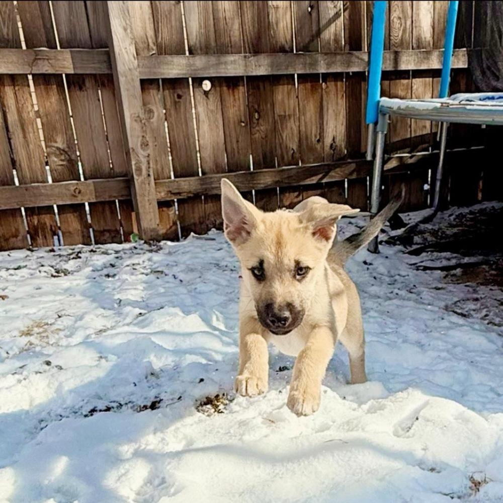Ember, Adoptable, Puppy Female Labrador Retriever & Husky.