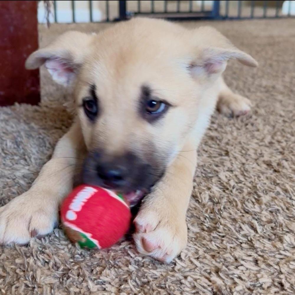 Ember, a Adoptable mixed breed in Colorado Springs, CO image 2/5