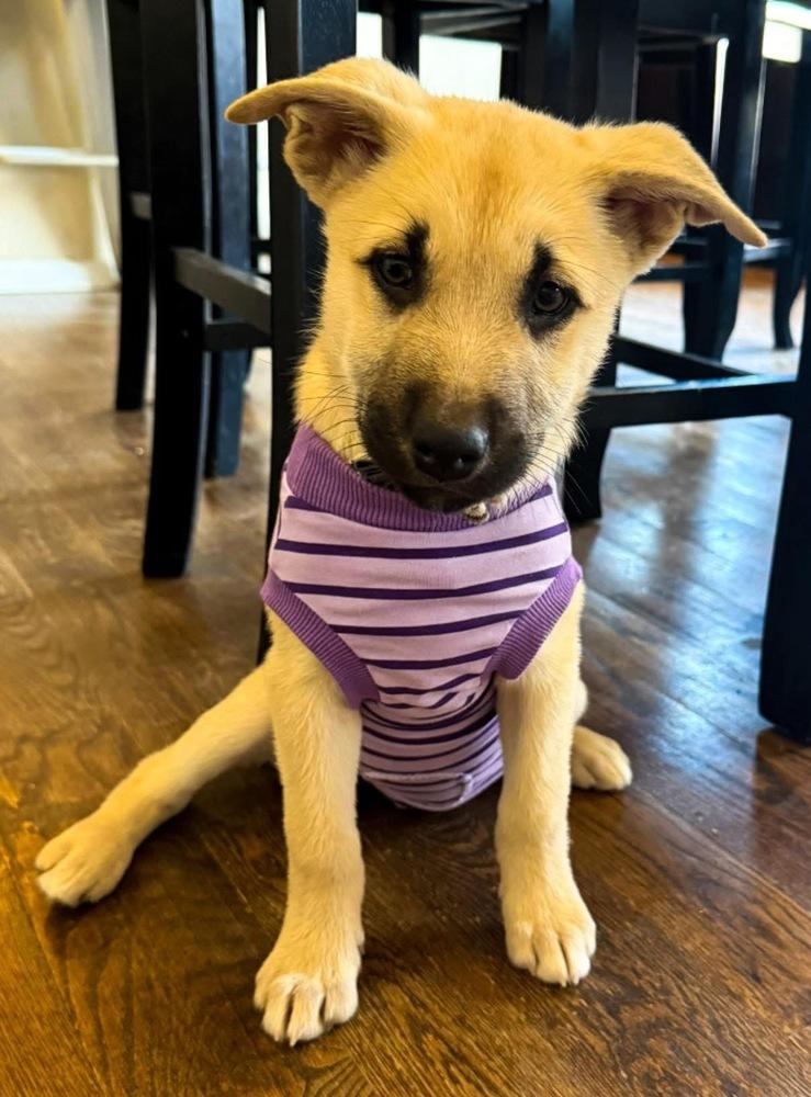 Ember, a Adoptable mixed breed in Colorado Springs, CO image 3/5