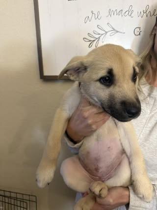 Ember, a Adoptable mixed breed in Colorado Springs, CO image 4/5