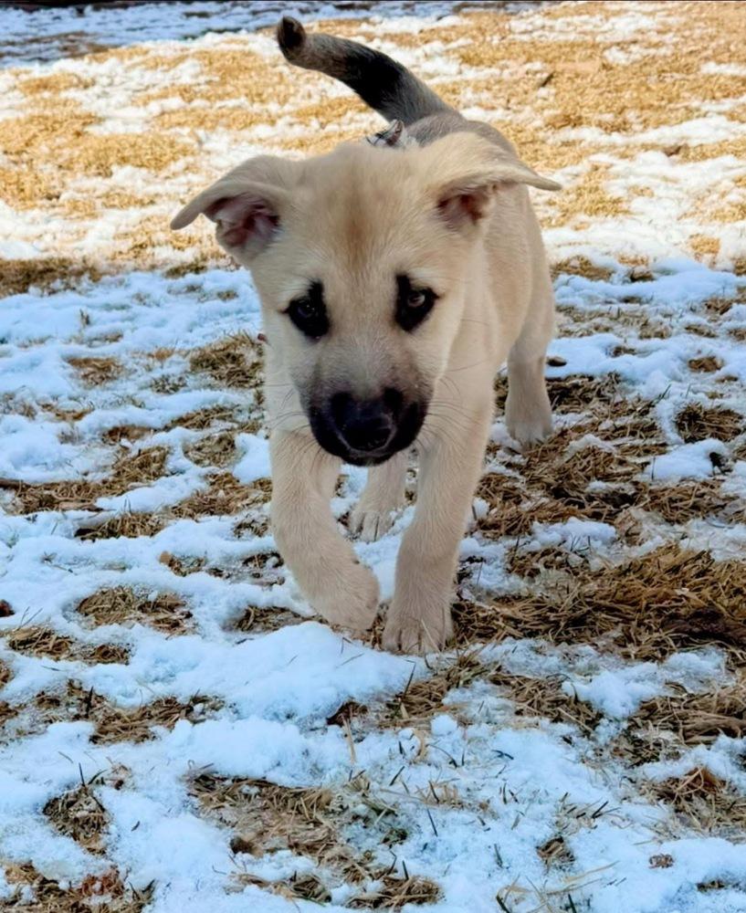 Ember, a Adoptable mixed breed in Colorado Springs, CO image 5/5
