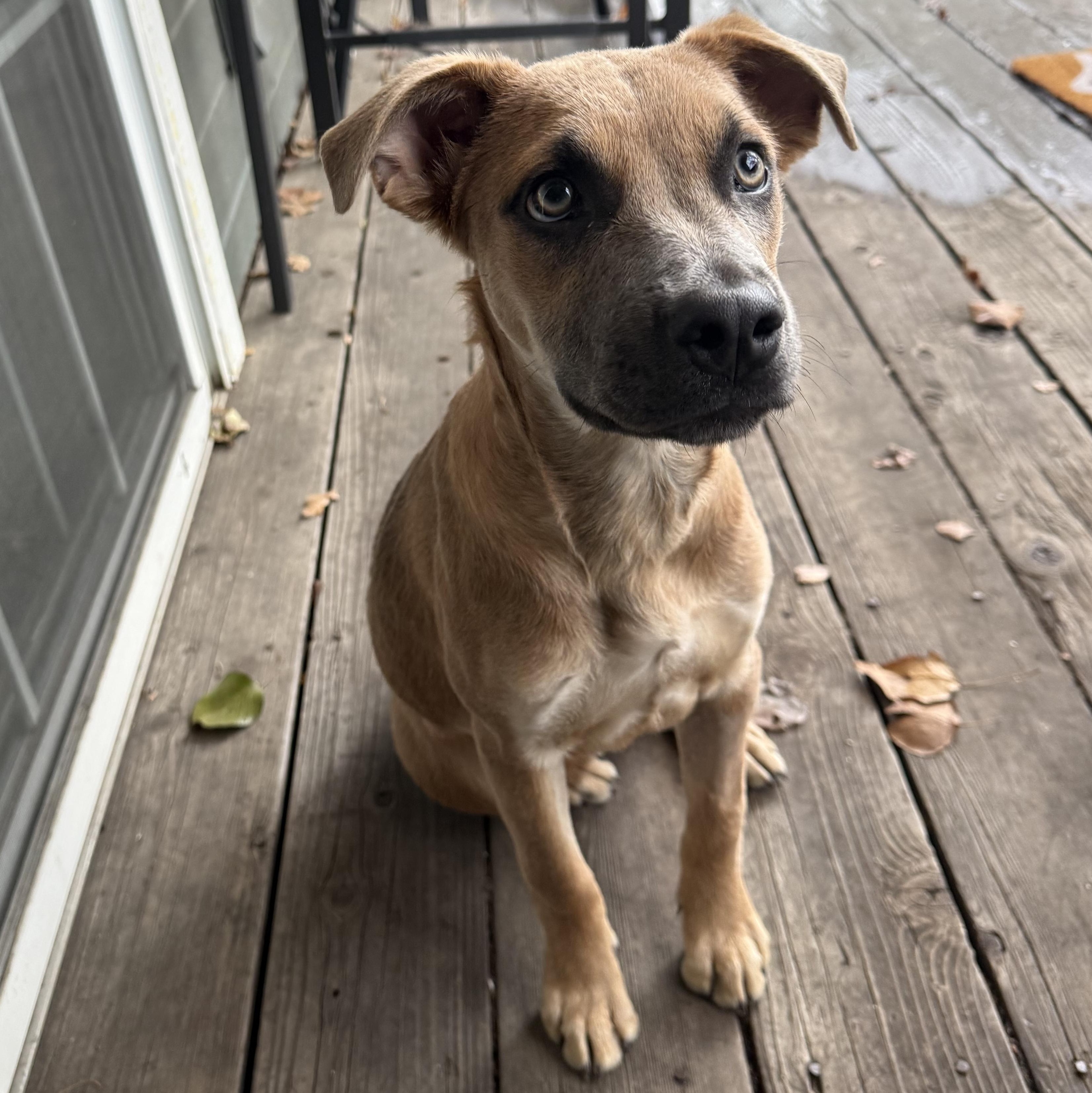 Hunny, ADOPTABLE, Young Female Mixed Breed.